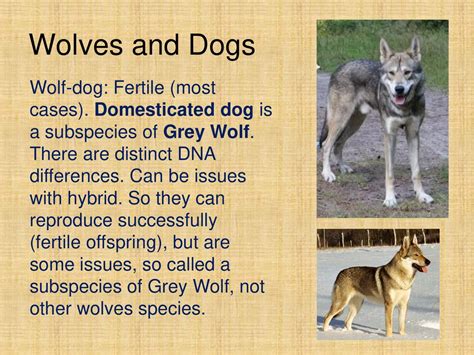Can dogs and wolves breed to produce fertile offspring.